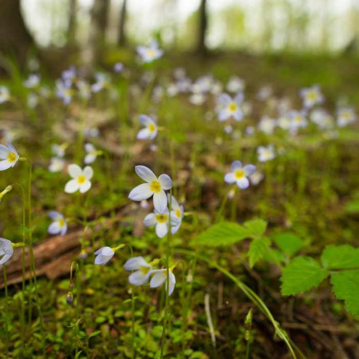 Near Prospect Rock Near Prospect Rock