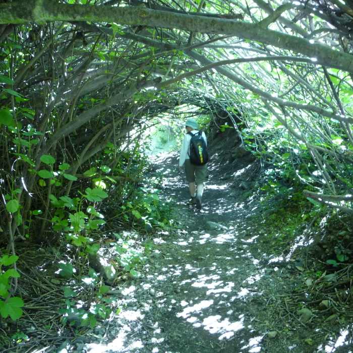 Linda in the overgrowth Near Santiago Peak via Holy Jim Trail