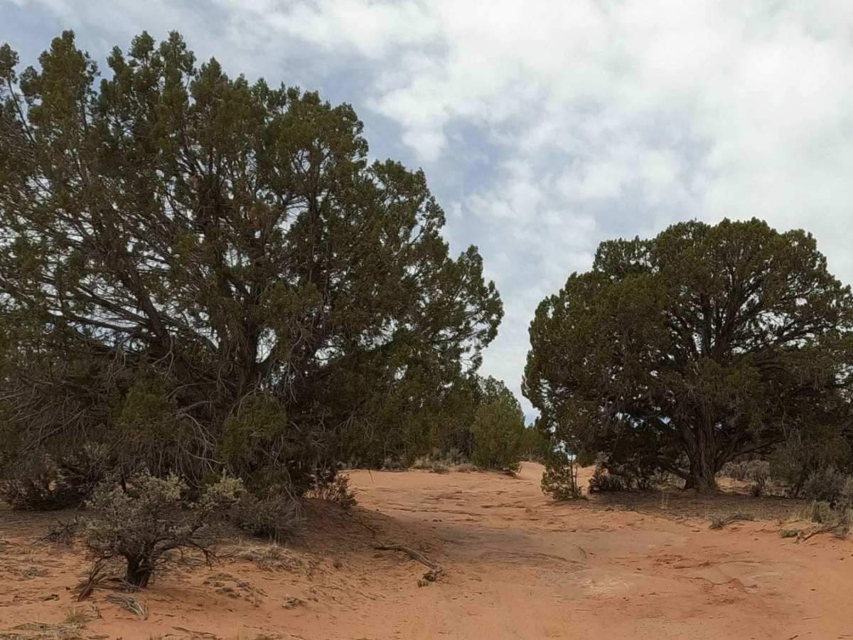Paw Hole Road - NM1079 trail photo