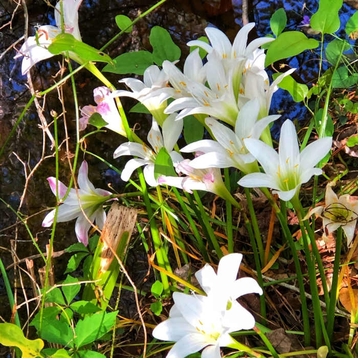 Rain lilies - wildflowers Near The Palmetto Trail: Swamp Fox Passage