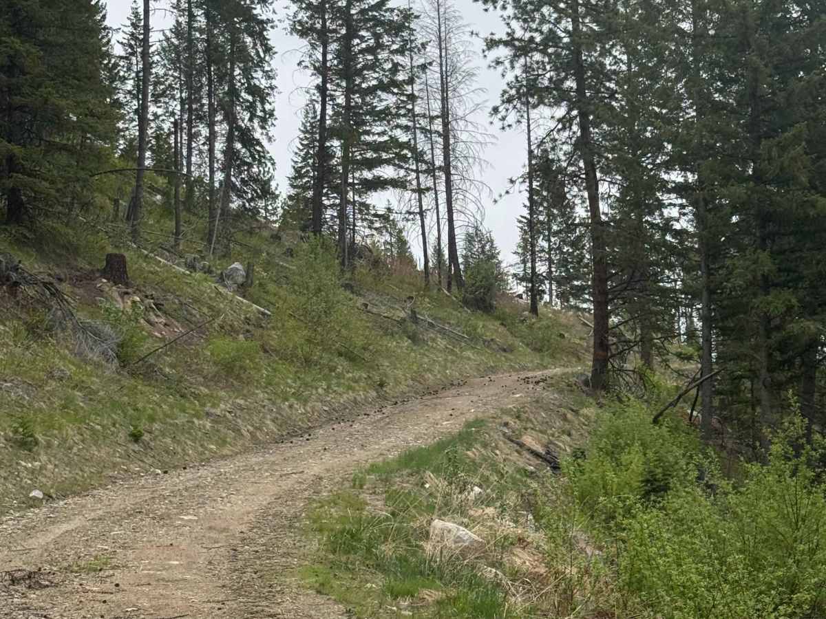 Fritz Creek Ext - FS 2000-420 trail photo