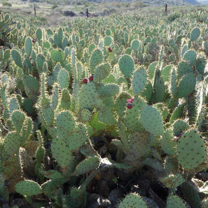 Near Coast to Crest Trail: Raptor Ridge and San Pasqual Valley