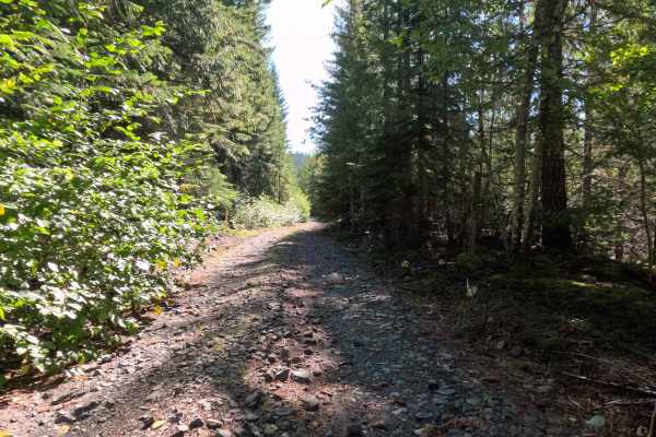 Jackpine - FS 2588000