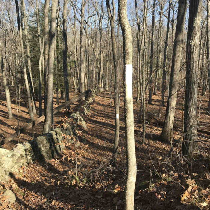 Near Reeve Biggers Trail