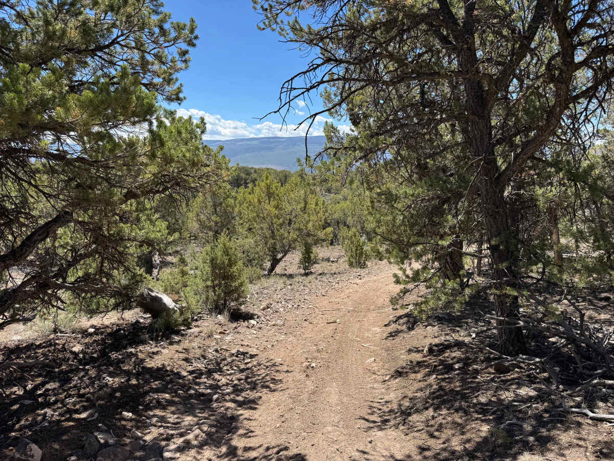 BLM 8473A photo 6