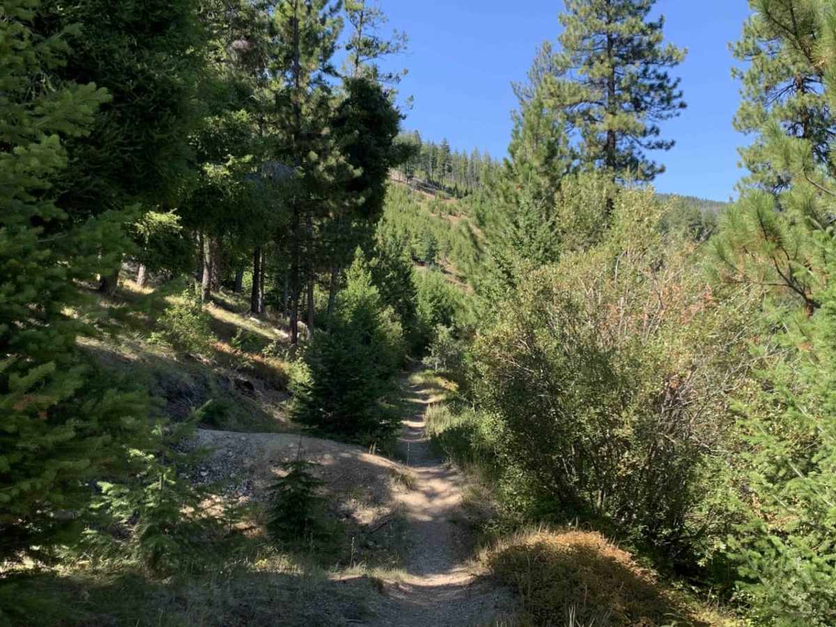 Cow Creek Road and Shiefman Hiking Trail trail photo