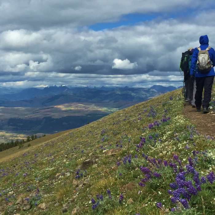 Hikers head east from Mount Washburn summit through fields of purple lupine. Near Mount Washburn