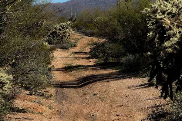 Cholla Way 