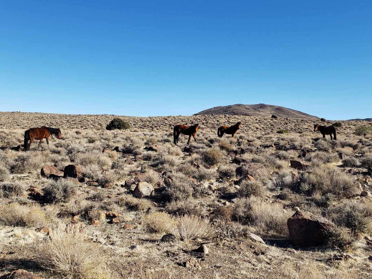 Wild Horse Trail trail photo