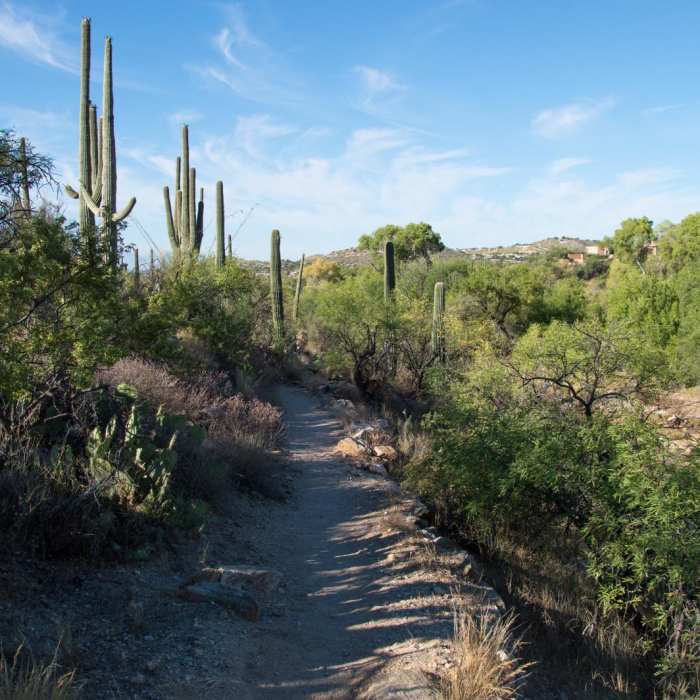 Near Sabino Lake and Bluff Trail Loop