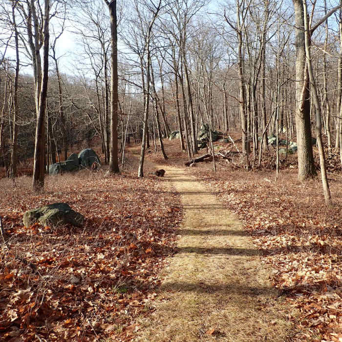Near Fingerboard Mountain Loop