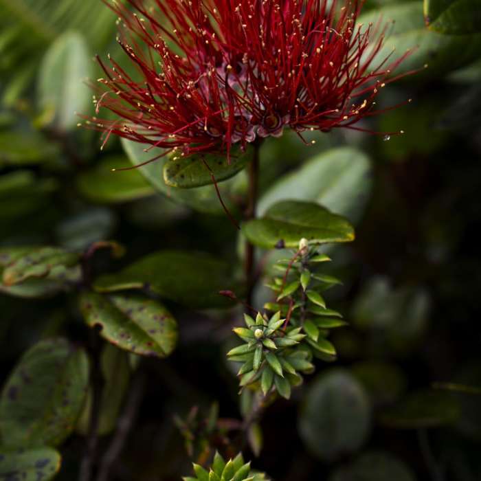 Near Kamakou Preserve + Pepe'opae Bog Trail Near Kamakou Preserve + Pepe'opae Bog Trail