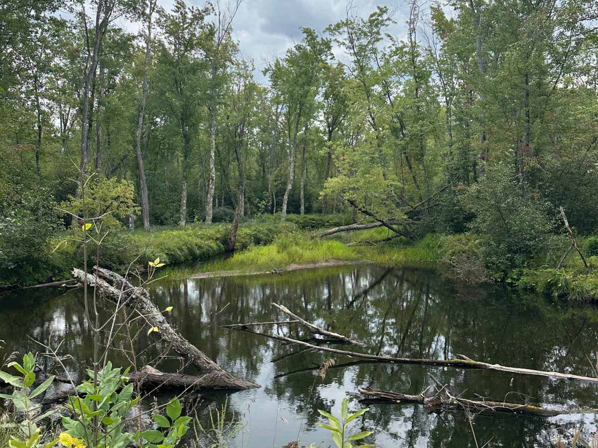 Paddle Trail Cutover  photo 2