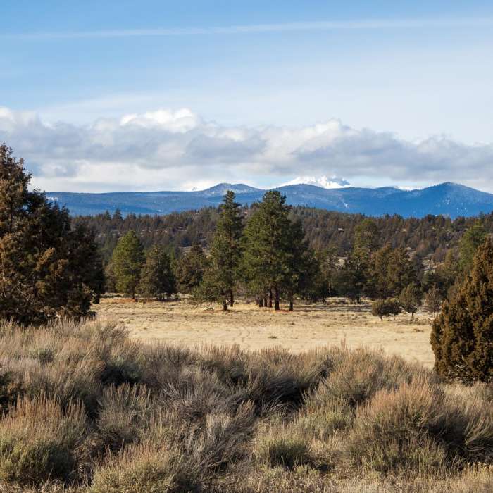 Near Sage Flat + Juniper Loop Trail