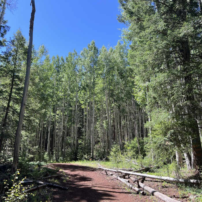 Near Viewpoint Trail