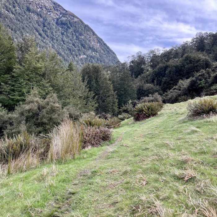 Near Earnslaw Burn Track Near Earnslaw Burn Track