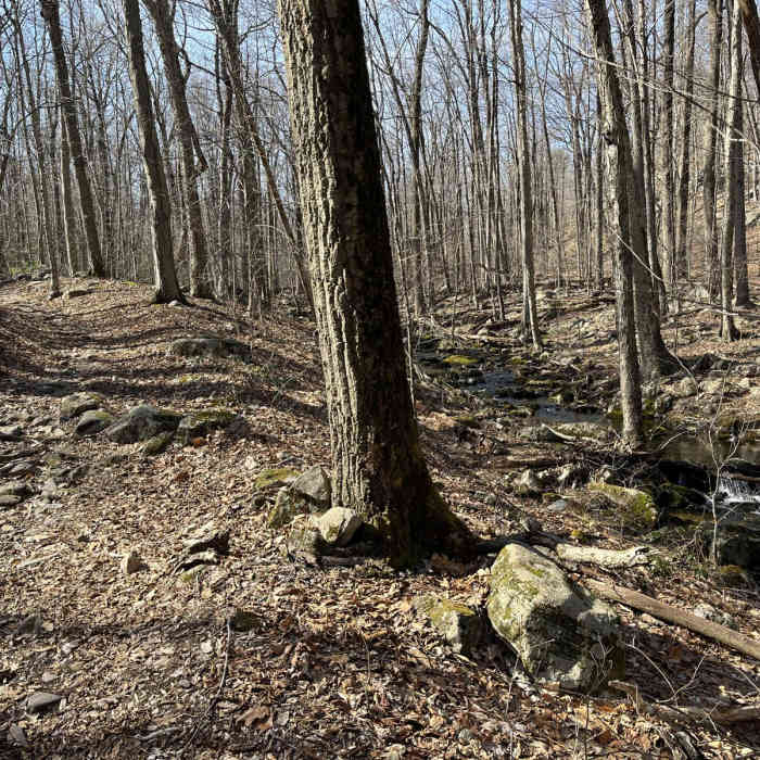 Near Beach Glen Loop via Wildcat Ridge Near Beach Glen Loop via Wildcat Ridge
