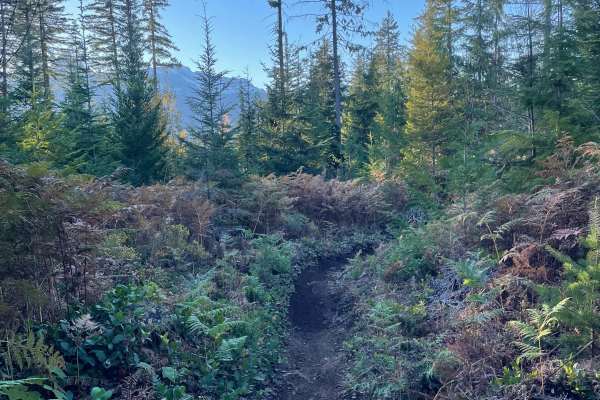 Hayden's Trail