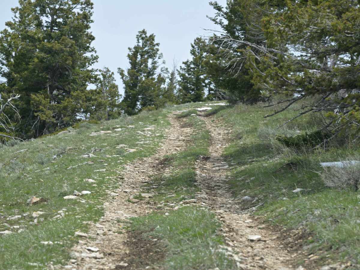 Limestone Ridge/FR10257 trail photo