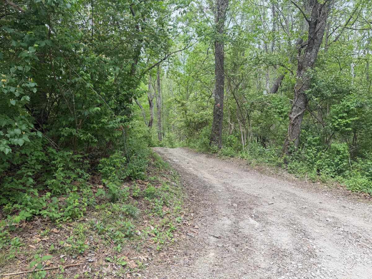 Saw Mill Trail photo 6