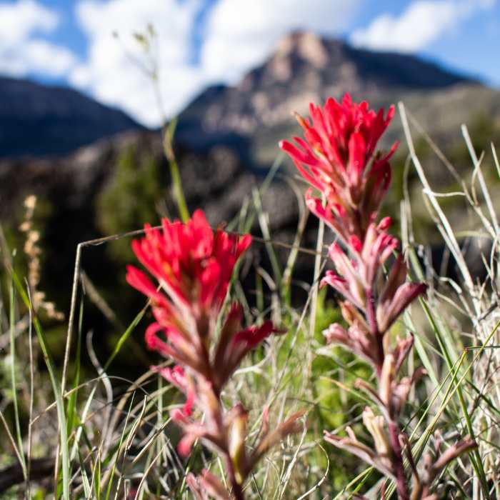 Bighorn wildflowers along the Shell Bench Trail. Near Shell Bench Trail #184