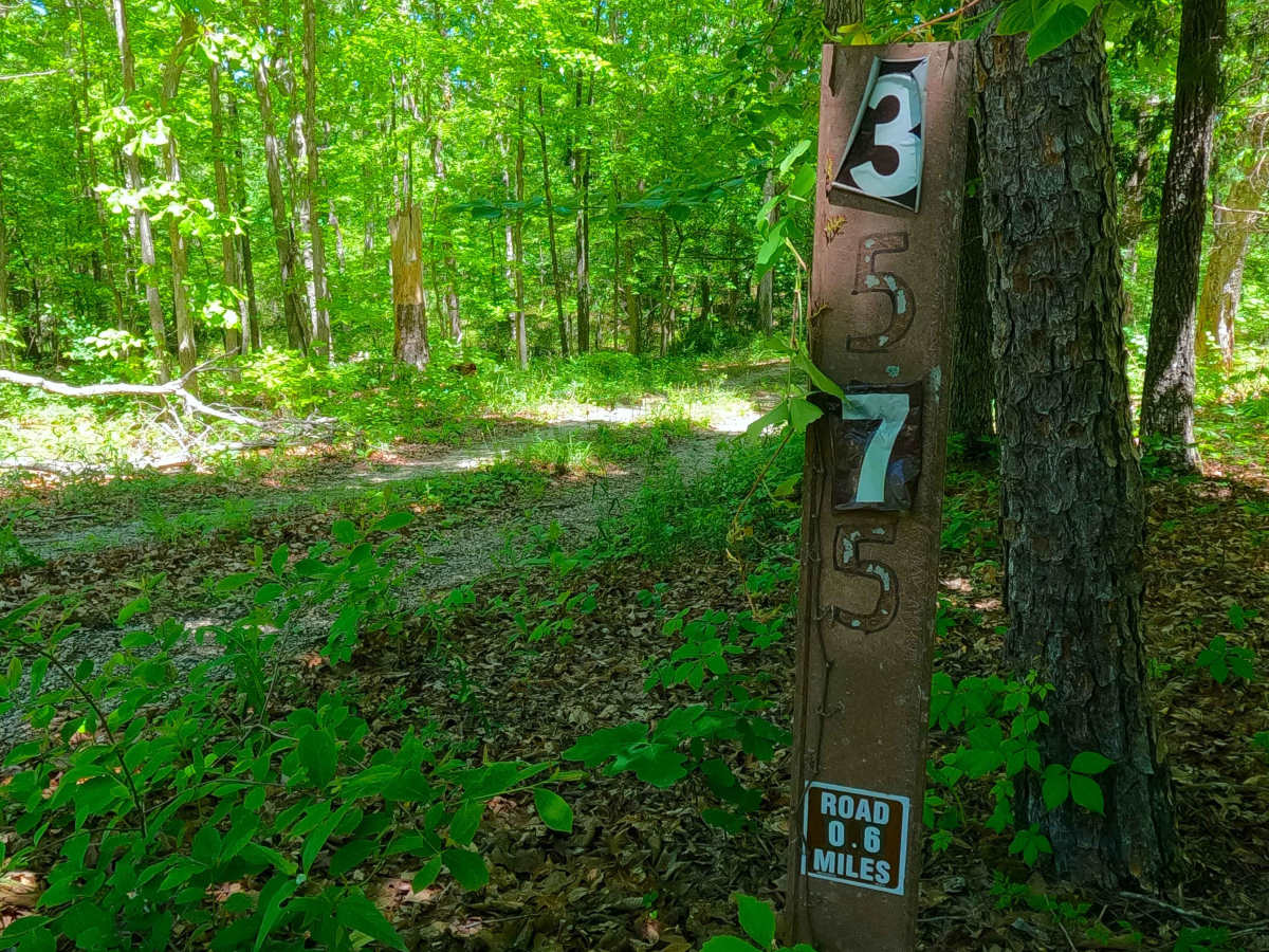 South Cane - FS 3575 trail photo