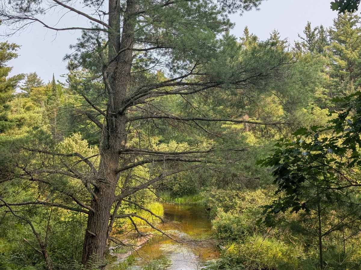 North Beaver Dam Creek Loop trail photo