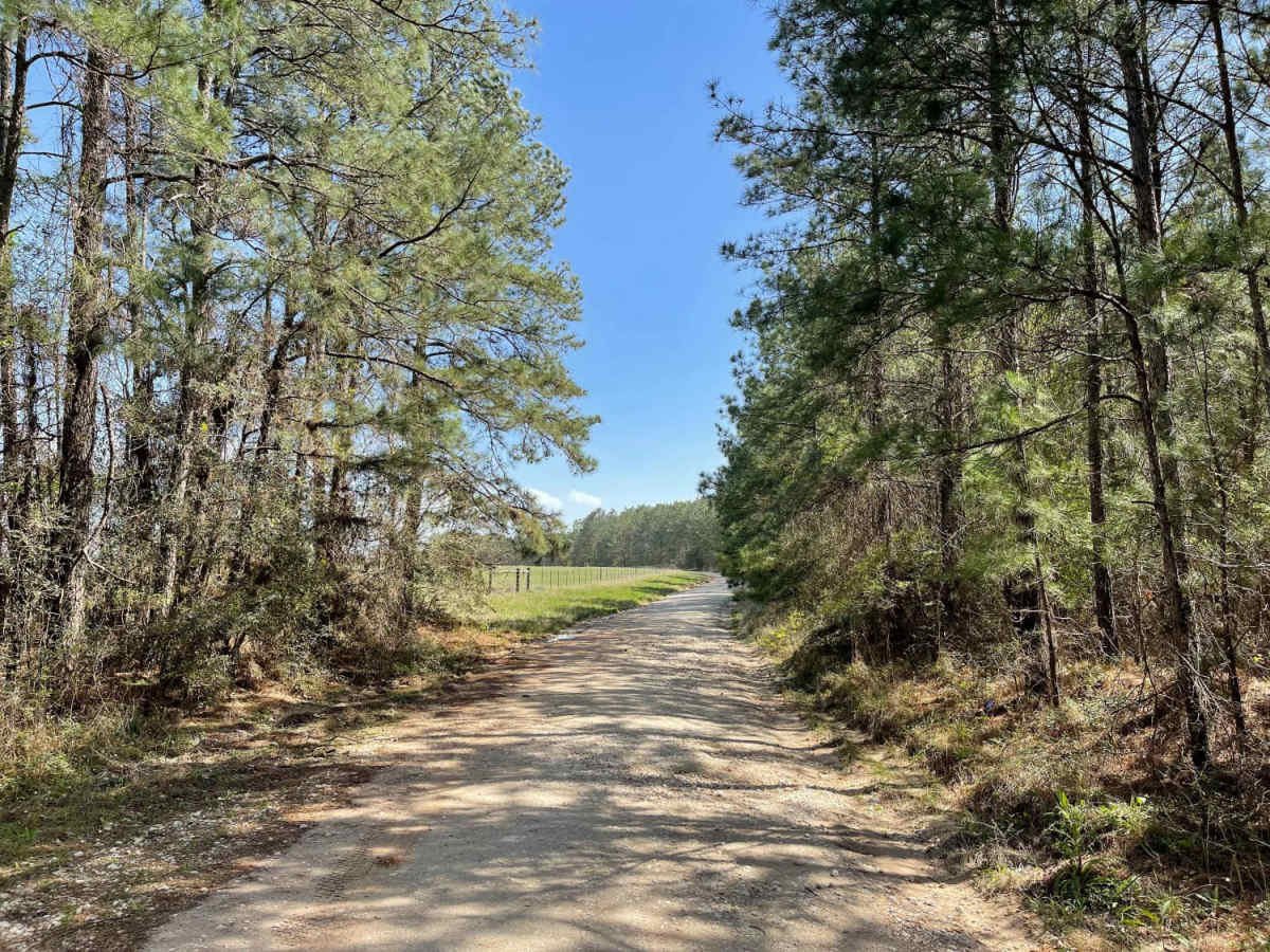 Big Woods trail photo