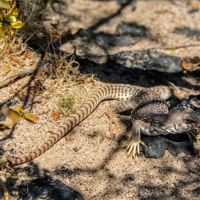 Near Amboy Crater Trail