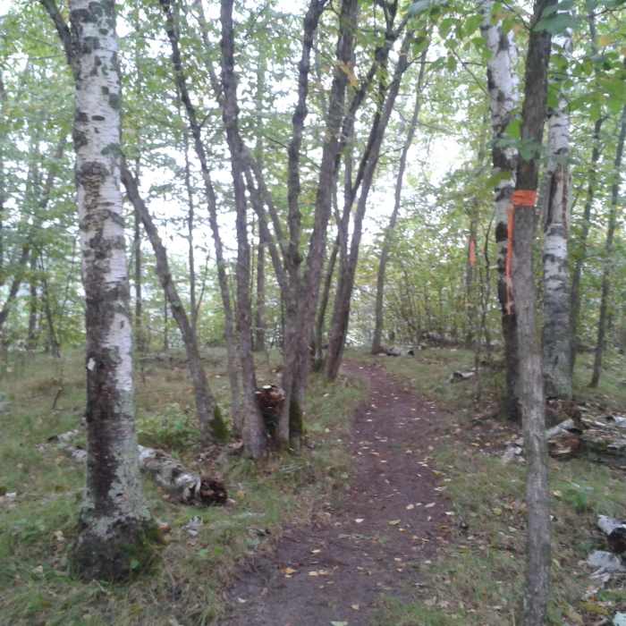 The trail passes through a grassy ironwood stand Near Lakes Nelson & Twentyone Loops