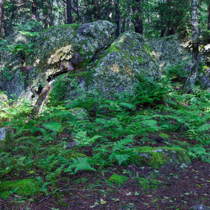 Near Grayson Highlands: A.T. - Pine Mtn Loop