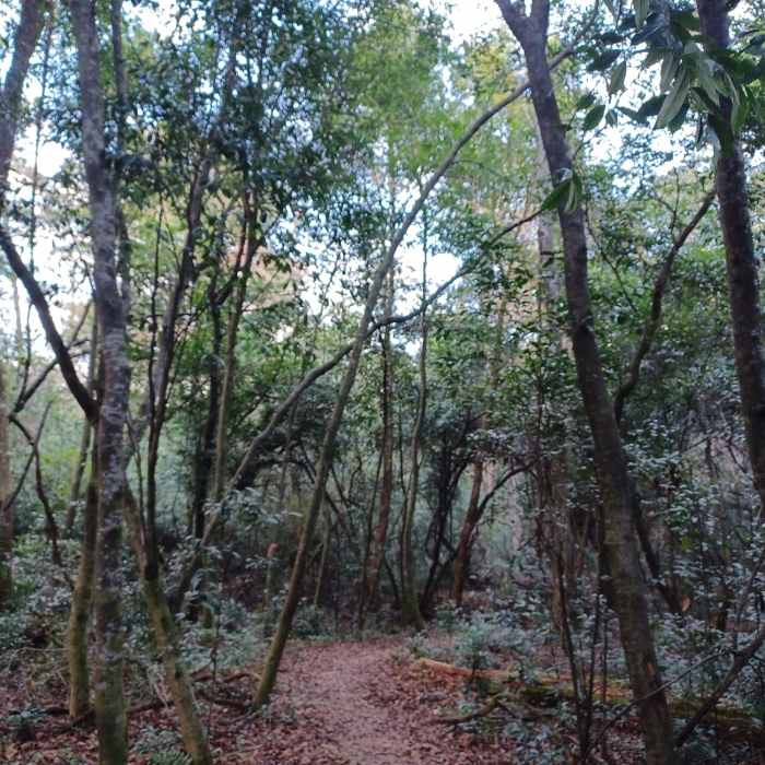 Near 3 mile Greenway - Phase 3