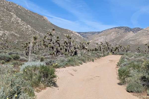 Sage Canyon Road BLM SC56