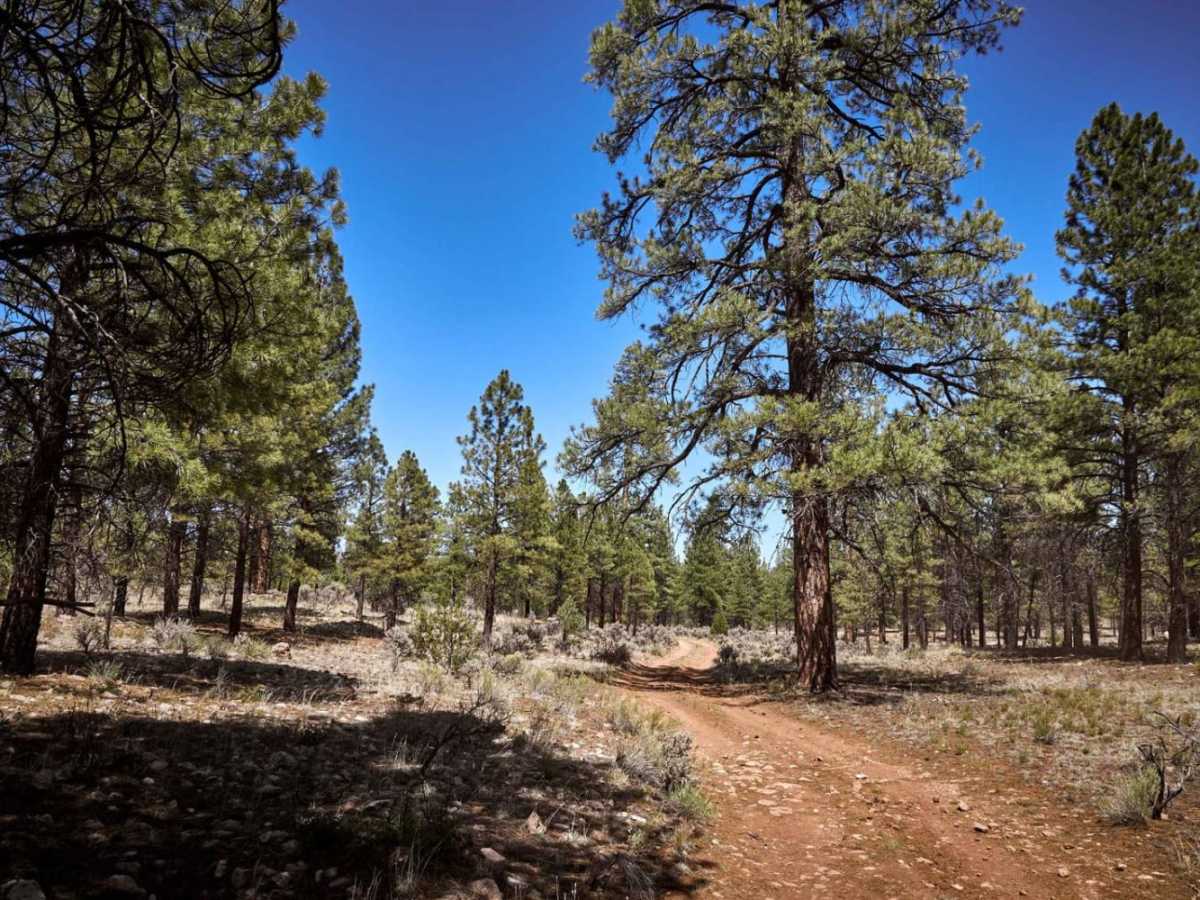 Forest Road 2619 photo 5