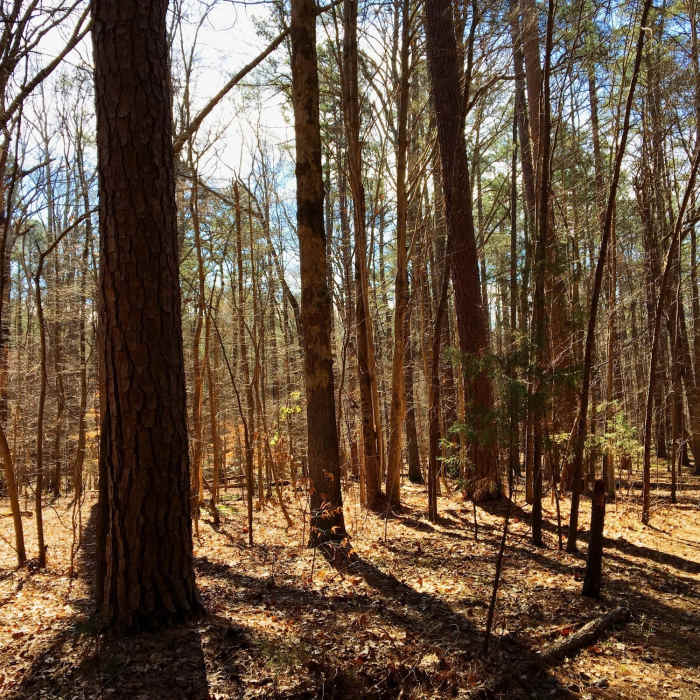 Near Occoneechee Loop