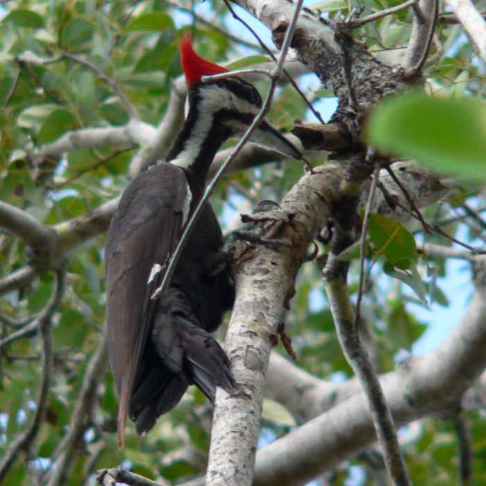 Near Mahogany Hammock Trail