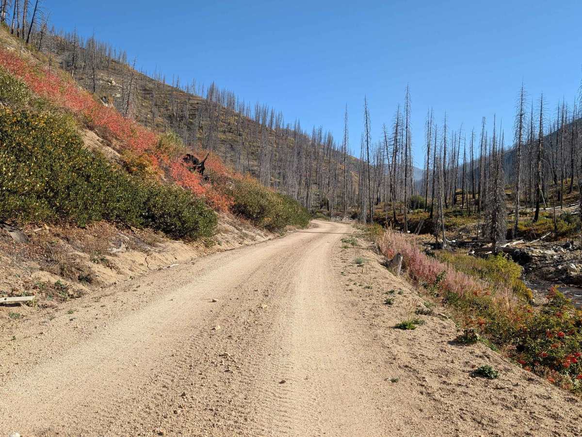 Red Mountain - FS 515 trail photo