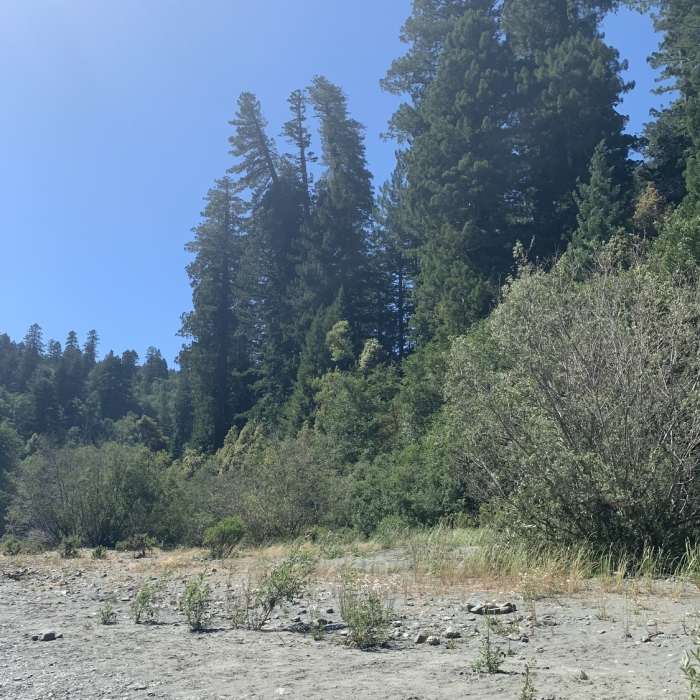 Near Redwood Creek Trail