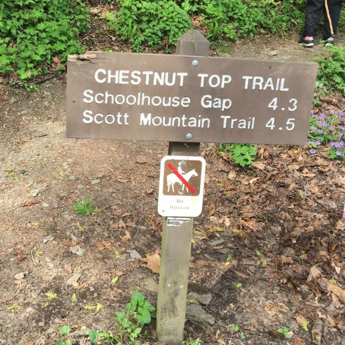 The trailhead for the Chestnut Top Trail is well marked and easy to follow. Near Roundtop Trail