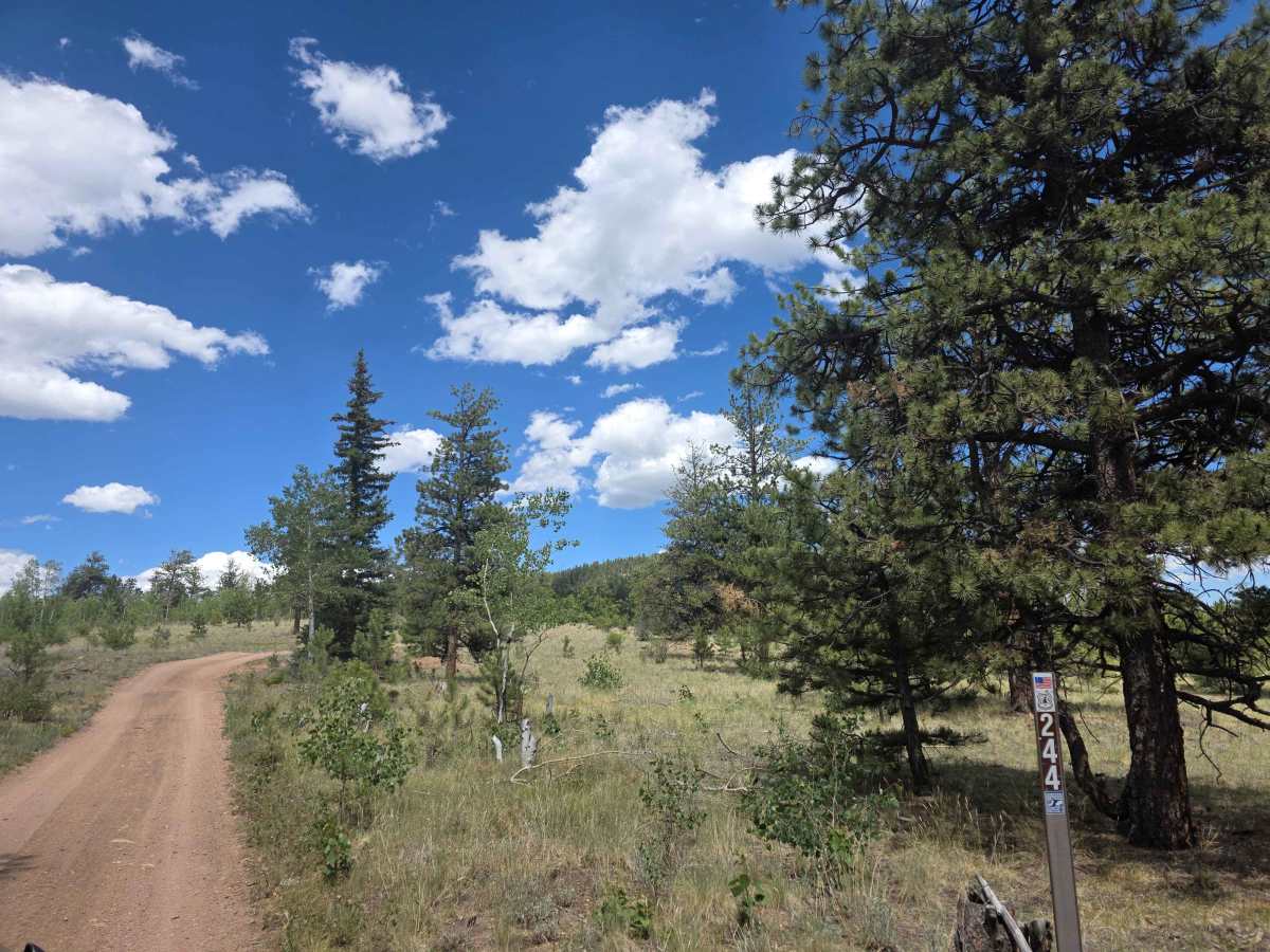 Mistletoe Road - FS 244 trail photo