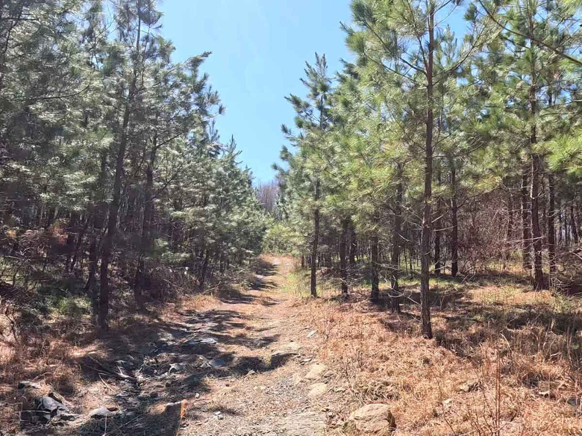 W16 trail photo