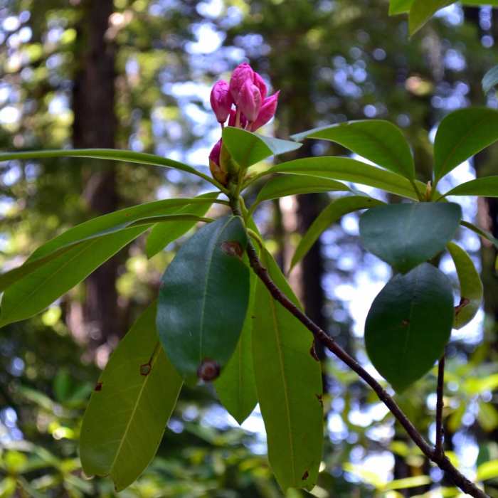 Near Diamond Creek Falls