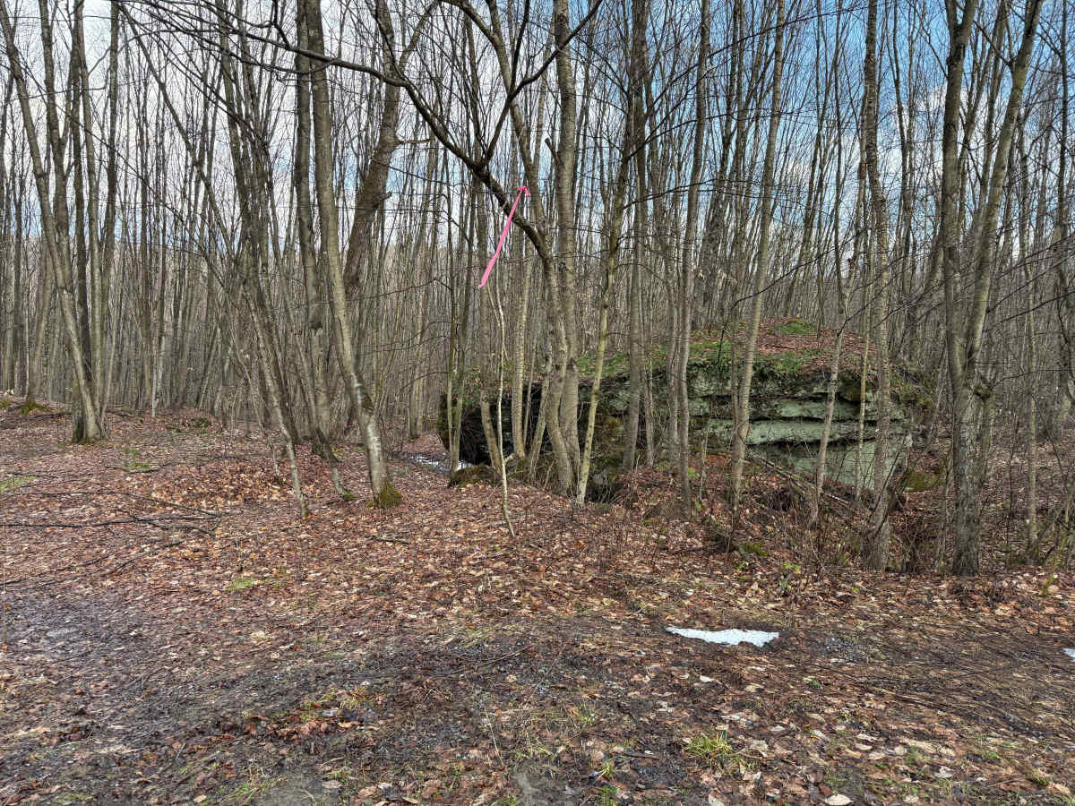 The Branch - FS 180 photo 3