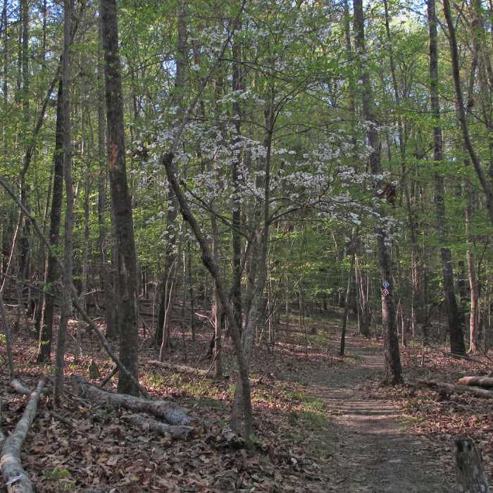 Near New Hope Overlook - Red-Blue Trails