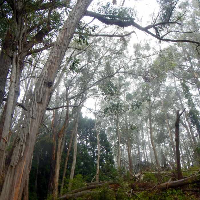 Near Hosmer Grove Near Hosmer Grove