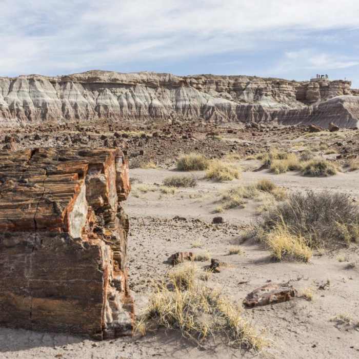 Near Jasper Forest Road Near Jasper Forest Road