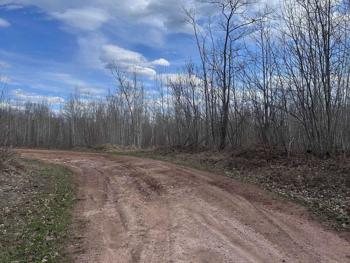 Grouse Forest Road photo 5