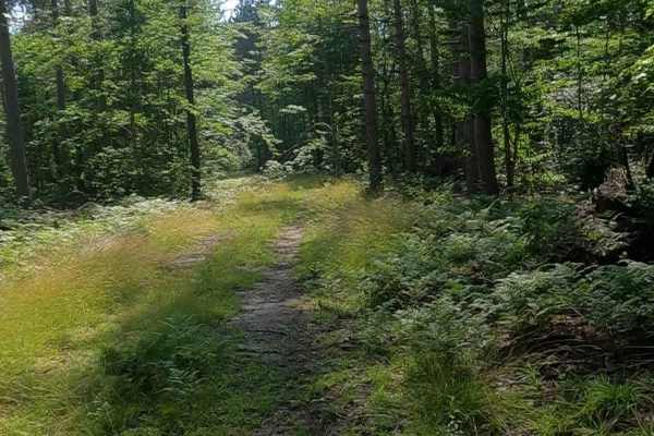 Pine Junction (FSR 8025)