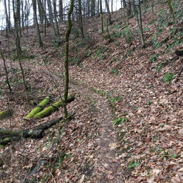 Near Kanati Fork Trail