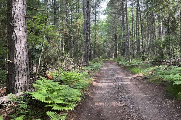 LL FDR-5288 Trail